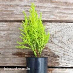 Cupressus Lemon Scent - Lemon Cypress 19 Cupressus Lemon Scent - Lemon Cypress -Green Plant Corner cupressus lemon scent