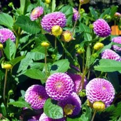 Dahlia Pompon Mix - Seed 7 Dahlia Pompon Mix - Seed -Green Plant Corner dahlia pink pompom