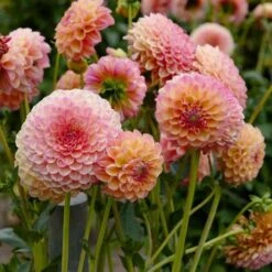 Green Plant Corner 10 Green Plant Corner -Green Plant Corner dahlias sunset 1