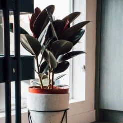Ficus Elastica Burgundy - Rubber Plant -Green Plant Corner dark ficus elastica