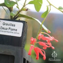 Grevillea Deua Flame -Green Plant Corner deua flame flower