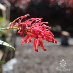 Grevillea Deua Flame -Green Plant Corner deua flame flower closeup