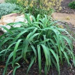 Dianella Cherry Red -Green Plant Corner dianella cherry red 500