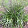 Dianella Emerald Fountain -Green Plant Corner dianella emerald fountain flowering500