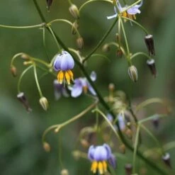 Dianella Cherry Red -Green Plant Corner dianella tasmanica flowers