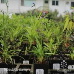 Dianella Little Jess 20 Dianella Little Jess -Green Plant Corner dianella little jess 1 1