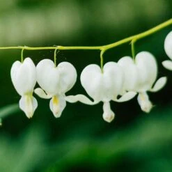 Dicentra Alba - Bleeding Heart - 75mm BIGGER Size -Green Plant Corner dicentra alba flowers