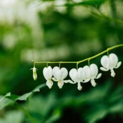 Dicentra Alba - Bleeding Heart - 75mm BIGGER Size -Green Plant Corner dicentra alba stem