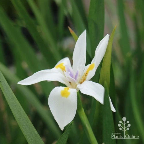 Dietes Tiny Dancer- Wild Iris - 68mm BIGGER Size 5 Dietes Tiny Dancer- Wild Iris - 68mm BIGGER Size - Image 3