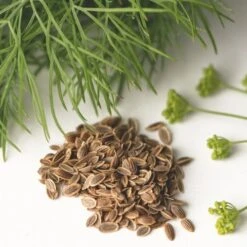Dill - Seed 7 Dill - Seed -Green Plant Corner dill seed leaf flower