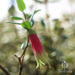 Correa Dinner Bells -Green Plant Corner dinner bells flower close