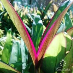 Cordyline Fruticosa Purple Prince -Green Plant Corner dsc 6544 2