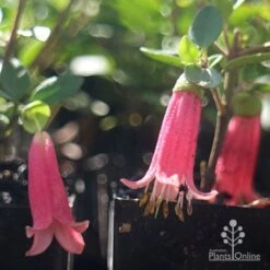 Correa Dusky Bells -Green Plant Corner dusky bells tubestock flowers