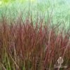 Pennisetum - Dwarf Purple Fountain Grass 2 Pennisetum - Dwarf Purple Fountain Grass -Green Plant Corner dwarf purple fountain grass