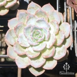 Echeveria Morning Beauty - Succulent 9 Echeveria Morning Beauty - Succulent -Green Plant Corner eceheveria morning beauty