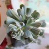 Echeveria Topsy Turvy - Succulent -Green Plant Corner echeveria runyonii topsy turvy 1 1