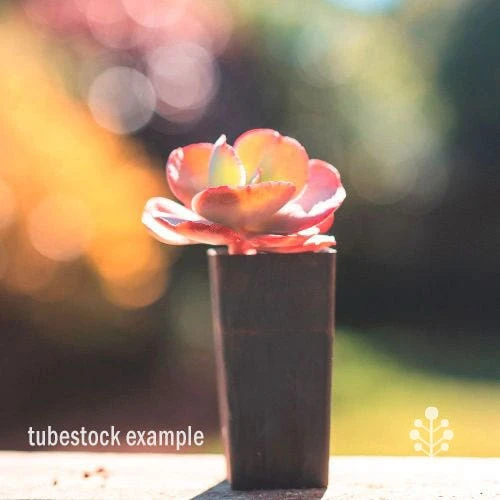 Echeveria Fire And Ice - Succulent 4 Echeveria Fire And Ice - Succulent - Image 2