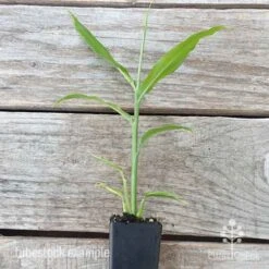 Zingiber - Edible Ginger 15 Zingiber - Edible Ginger -Green Plant Corner edible ginger