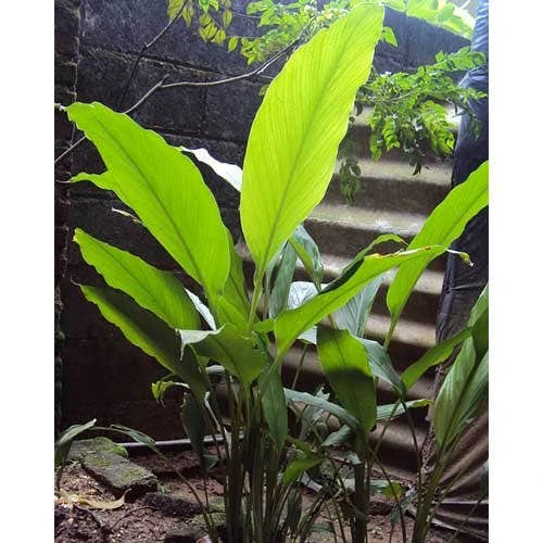 Zingiber - Edible Ginger 9 Zingiber - Edible Ginger - Image 7