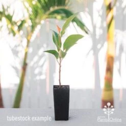 Elaeocarpus Prima Donna - Blueberry Ash 15 Elaeocarpus Prima Donna - Blueberry Ash -Green Plant Corner elaeocarpus prima donna tube