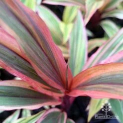Cordyline Fruticosa Early Morning Diamond -Green Plant Corner emd top view