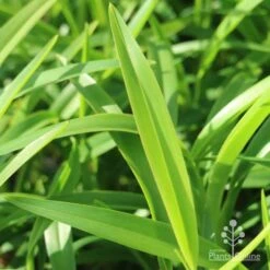 Dianella Emerald Fountain -Green Plant Corner emerald fountain leaf