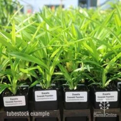 Dianella Emerald Fountain -Green Plant Corner emerald fountain tubestock standard