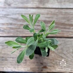 Eremophila Blue Horizon - Emu Bush -Green Plant Corner eremophila blue horizon 1