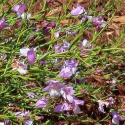 Eremophila Summertime Blue - Emu Bush -Green Plant Corner eremophila summertime blue flickr cultivar413 crop