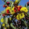 Australian Wildflower Illyarrie Redcap Gum - Seed -Green Plant Corner eucalyptus illyarrie redcap