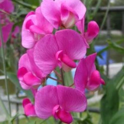 Green Plant Corner 25 Green Plant Corner -Green Plant Corner everlasting pea closeup