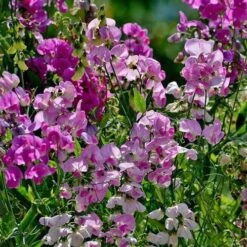 Sweet Pea Everlasting Mix - Seed -Green Plant Corner everlasting peas in sun