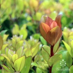 Metrosideros Little Ewan - Dwarf NZ Christmas Bush -Green Plant Corner ewan leaf colour new