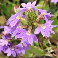 Scaevola Purple Fanfare - Fan Flower 10 Scaevola Purple Fanfare - Fan Flower -Green Plant Corner fanfare from above