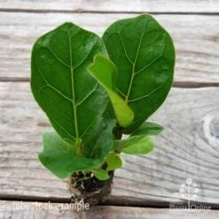 Ficus Lyrata Bambino - Fiddle Leaf Fig 16 Ficus Lyrata Bambino - Fiddle Leaf Fig -Green Plant Corner ficus bambino 2