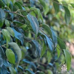 Ficus Benjamina Midnight Beauty - Weeping Fig 13 Ficus Benjamina Midnight Beauty - Weeping Fig -Green Plant Corner ficus midnight beauty foliage