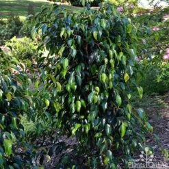 Ficus Benjamina Midnight Beauty - Weeping Fig 17 Ficus Benjamina Midnight Beauty - Weeping Fig -Green Plant Corner ficus midnight beauty tall