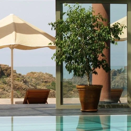 Ficus Benjamina Midnight Beauty - Weeping Fig 3 Ficus Benjamina Midnight Beauty - Weeping Fig