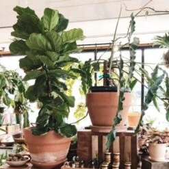 Ficus Lyrata - Fiddle Leaf Fig -Green Plant Corner ficus lyrata in terracotta