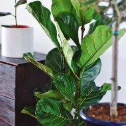 Ficus Lyrata - Fiddle Leaf Fig -Green Plant Corner ficus lyrata leaf 500 1