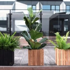 Ficus Lyrata - Fiddle Leaf Fig -Green Plant Corner ficus lyrata wooden planter 500 1