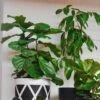 Ficus Lyrata Bambino - Fiddle Leaf Fig 1 Ficus Lyrata Bambino - Fiddle Leaf Fig -Green Plant Corner fiddle leaf fig indoor