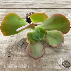 Echeveria Fire And Ice - Succulent 10 Echeveria Fire And Ice - Succulent -Green Plant Corner fire and ice leaves 500 1