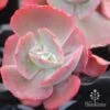 Echeveria Fire And Ice - Succulent -Green Plant Corner fire and ice red 500