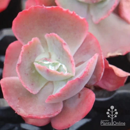 Echeveria Fire And Ice - Succulent 3 Echeveria Fire And Ice - Succulent
