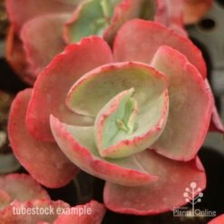 Echeveria Fire And Ice - Succulent 9 Echeveria Fire And Ice - Succulent -Green Plant Corner fire ice top view