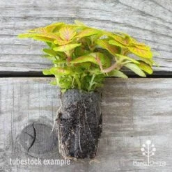 Fittonia Skeleton - Snakeskin Plant -Green Plant Corner fittonia skeleton plug 500 1