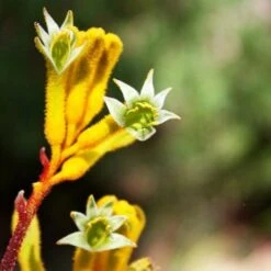 Anigozanthos Yellow Gem - Kangaroo Paw -Green Plant Corner flannel flowers yellow 2 1