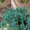 Senecio Chalk Sticks - Succulent -Green Plant Corner flickr cultivar413 crop 2