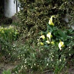 Correa Nummulariifolia - Roundleaf Correa 13 Correa Nummulariifolia - Roundleaf Correa -Green Plant Corner flickr peganum correa reflexa numm 1